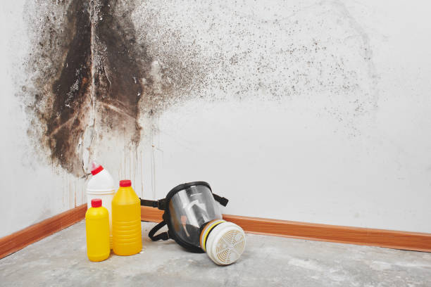 Professional Mold Removal in Village Of The Branch, NY