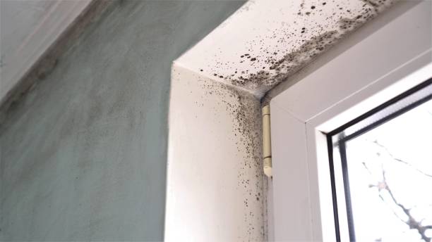 Best Commercial Mold Removal  in Village Of The Branch, NY