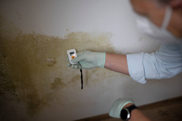 Best Certified Mold Removal  in Village Of The Branch, NY